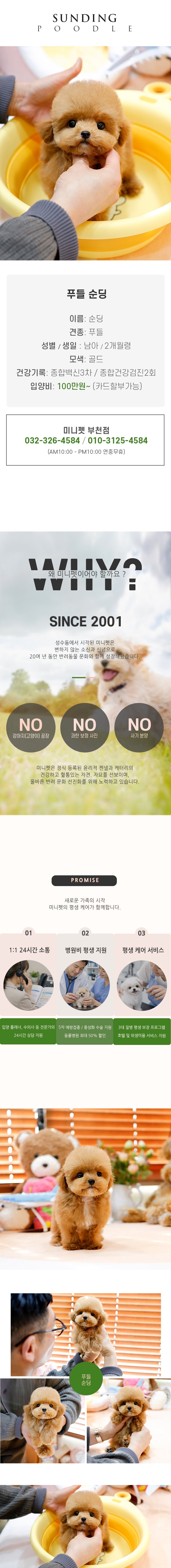 푸들 - 순딩 (남아)