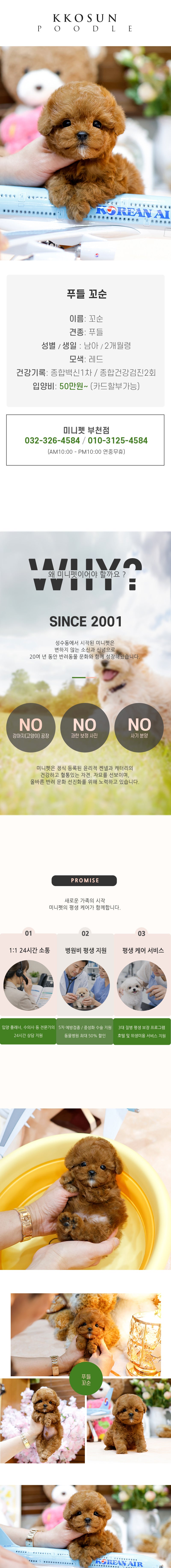 푸들 - 꼬순 (남아)