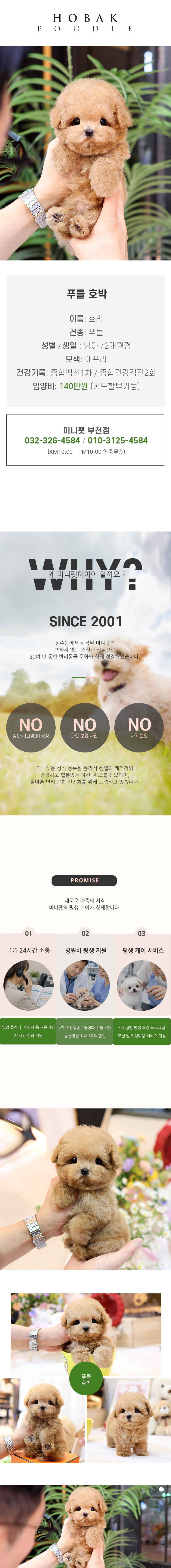 푸들 - 호박 (남아)