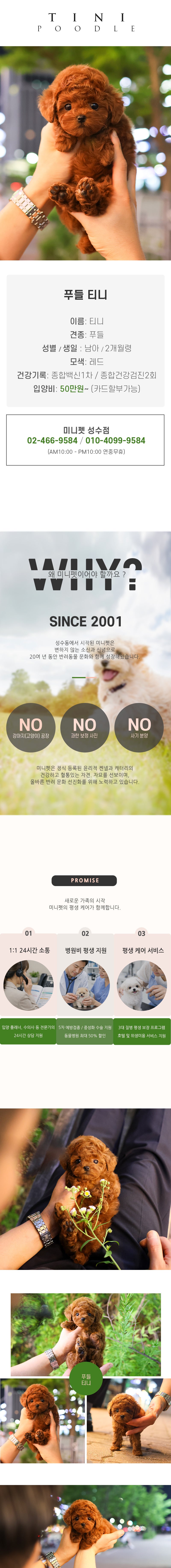 푸들 - 티니 (남아)