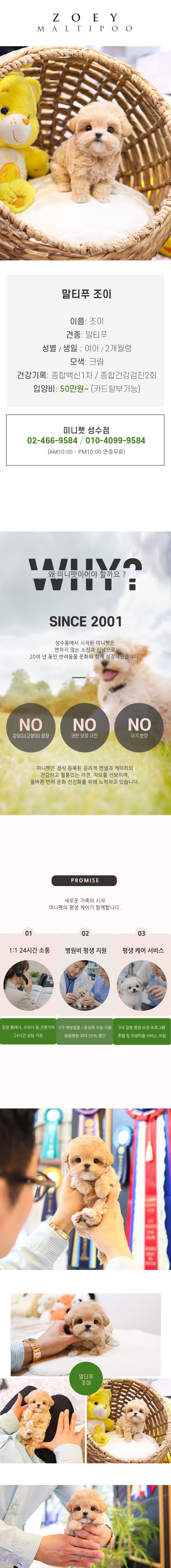 말티푸 - 조이 (여아)