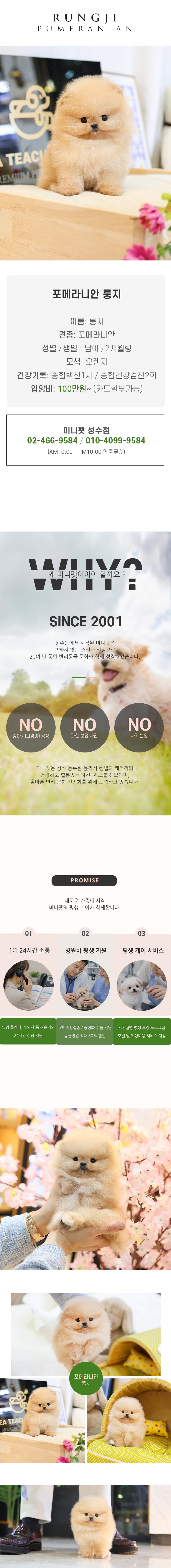 포메라니안 - 룽지 (남아)