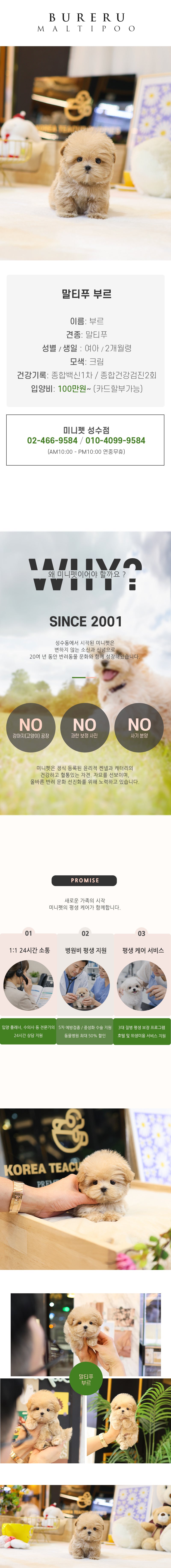 말티푸 - 부르 (여아)