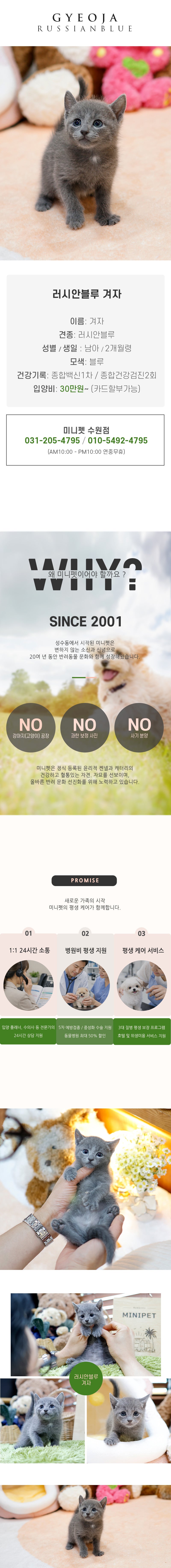 러시안블루 - 겨자 (남아)
