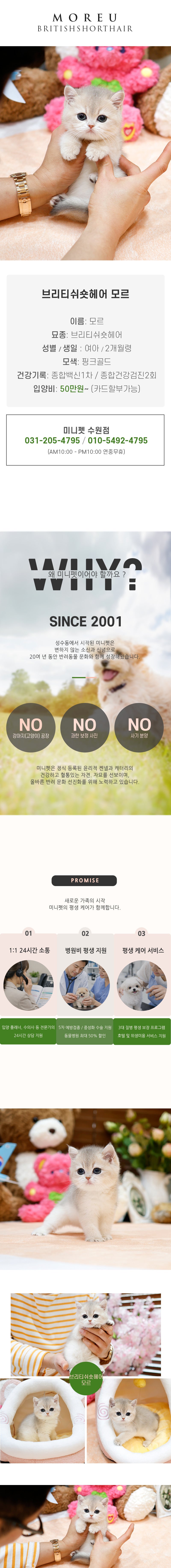 브리티쉬숏헤어 - 모르 (여아)