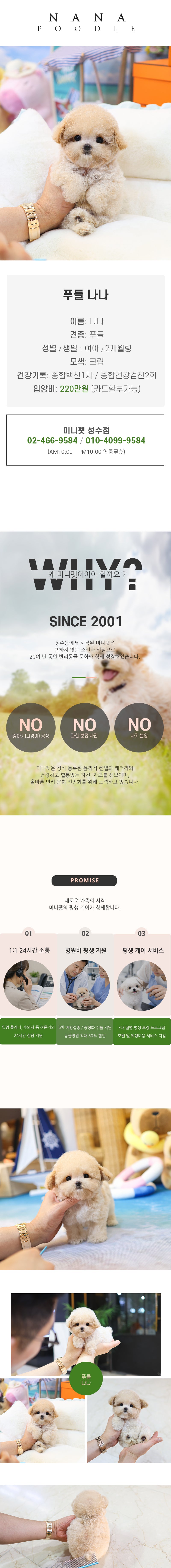 푸들 - 나나 (여아)
