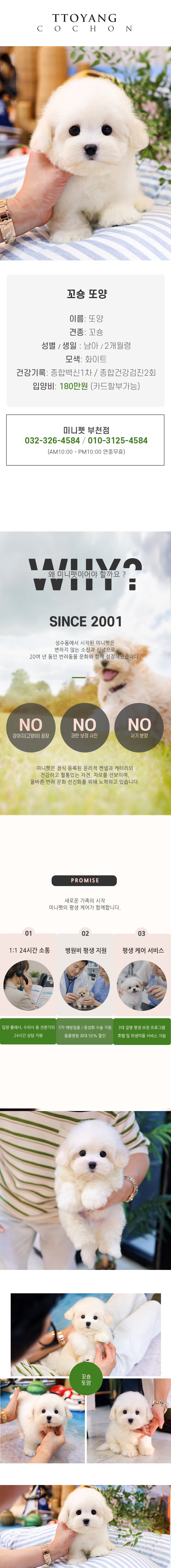 꼬숑 - 또양 (남아)