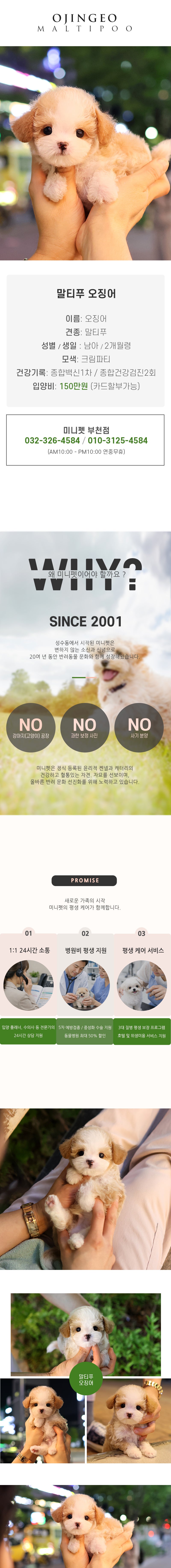 말티푸 - 오징어 (남아)