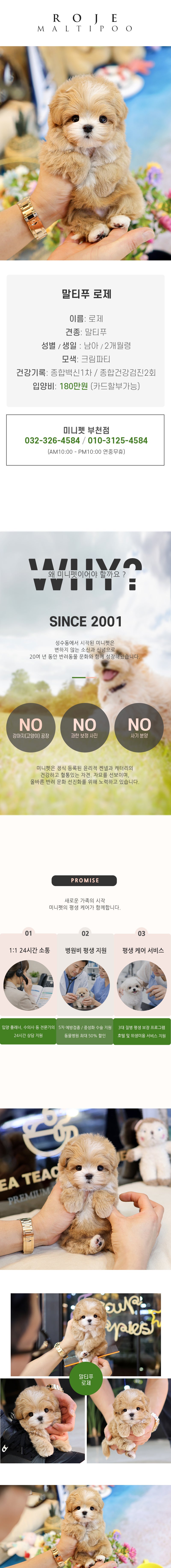 말티푸 - 로제 (남아)