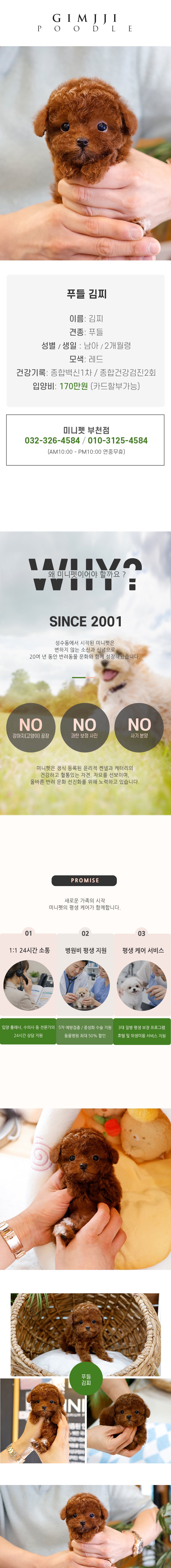 푸들 - 김찌 (남아)