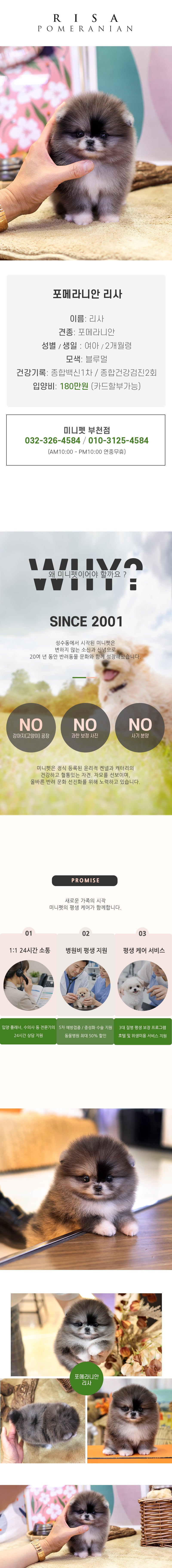 포메라니안 - 리사 (여아)