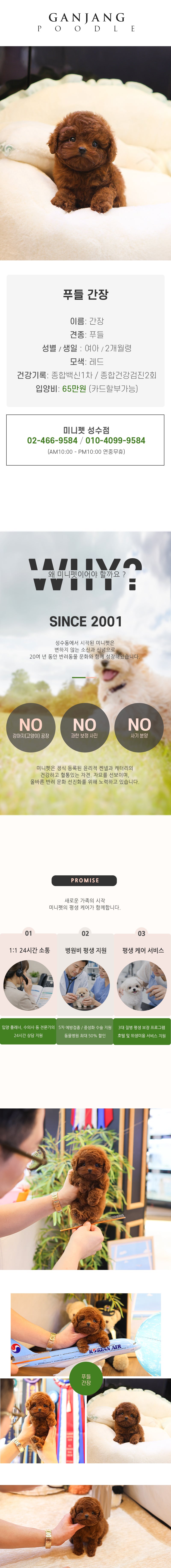 푸들 - 간장 (여아)