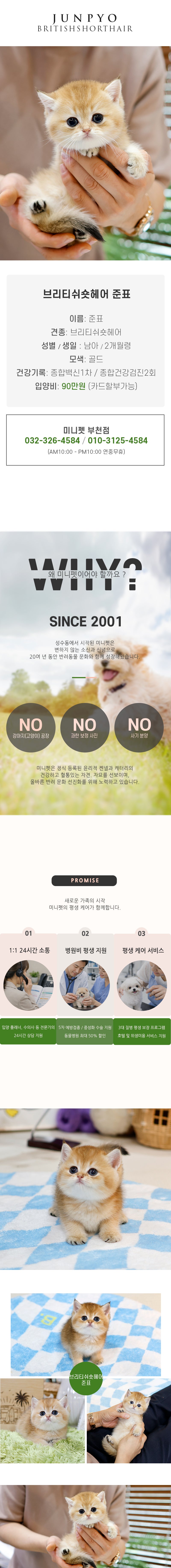 브리티쉬숏헤어 - 준표 (남아)