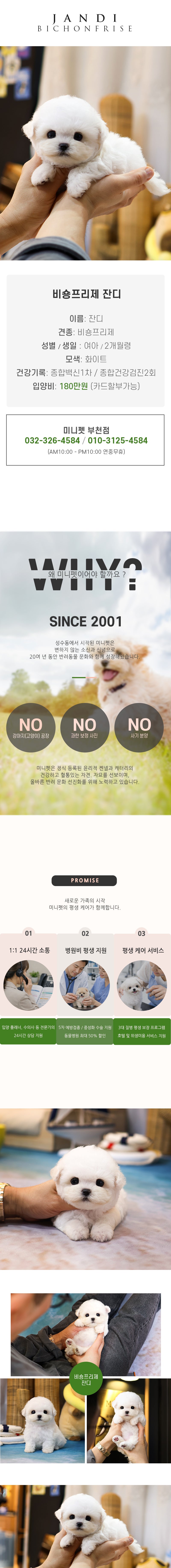 비숑프리제 - 잔디 (여아)