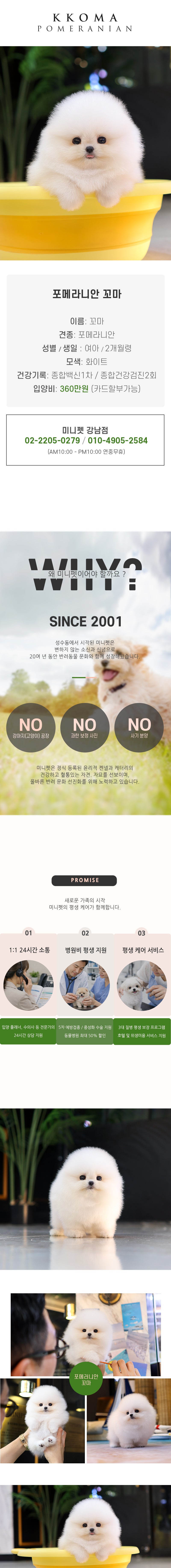 포메라니안 - 꼬마 (여아)