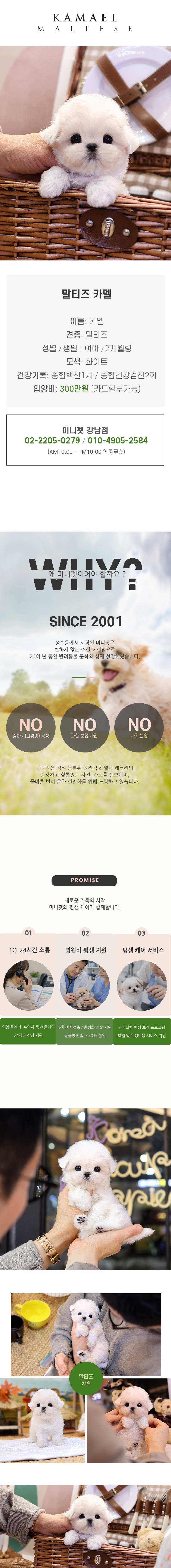 말티즈 - 카멜 (남아)
