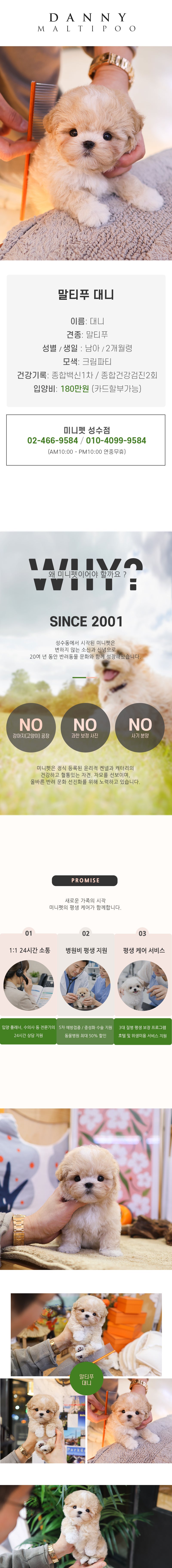 말티푸 - 대니 (남아)