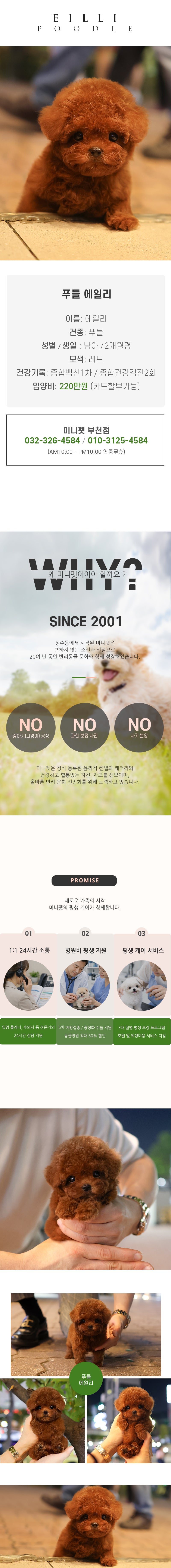 푸들 - 에일리 (남아)