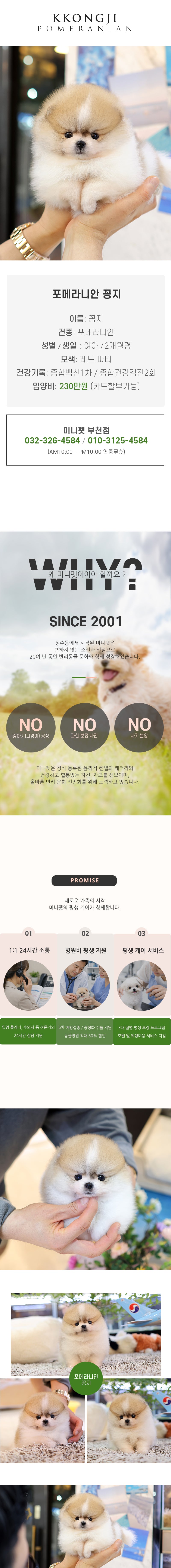 포메라니안 - 꽁지 (여아)