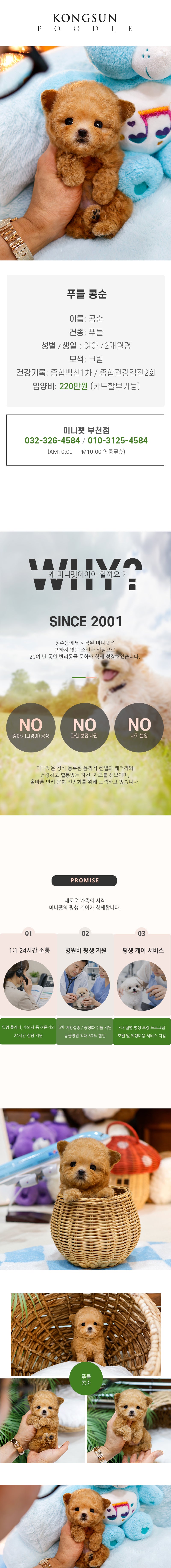 푸들 - 콩순 (여아)