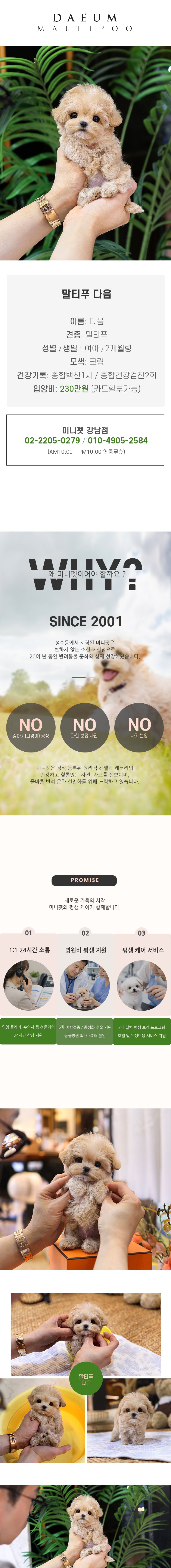 말티푸 - 다음 (여아)