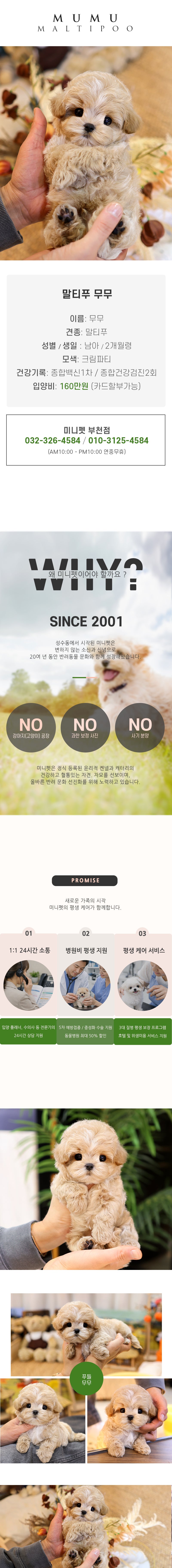 말티푸 - 무무 (남아)