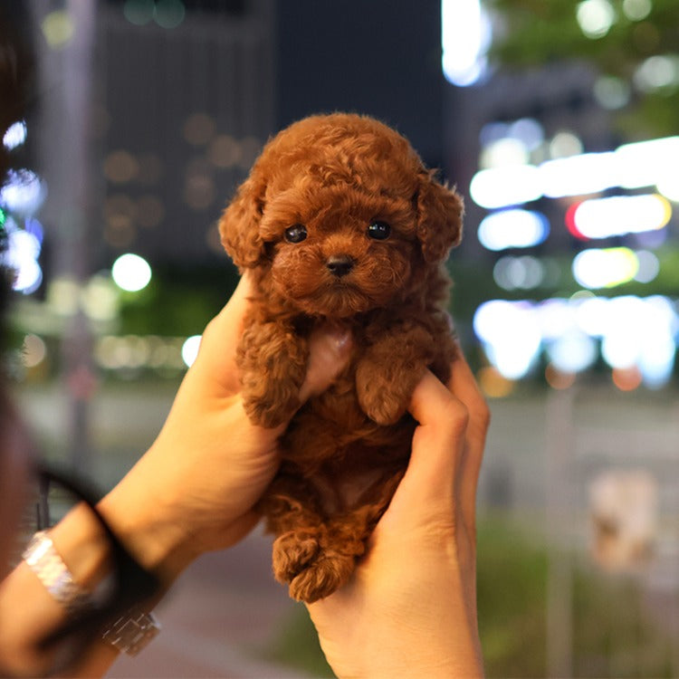푸들 - 당고(여아)
