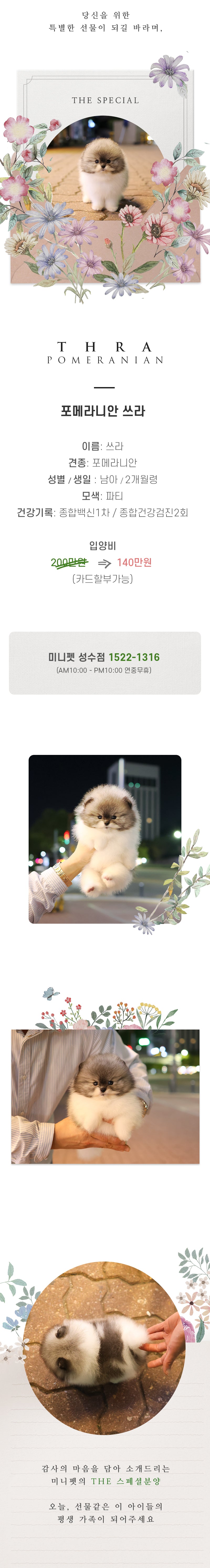 포메라니안 - 쓰라 (남아)