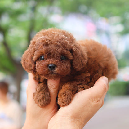 푸들 - 제리 (여아)