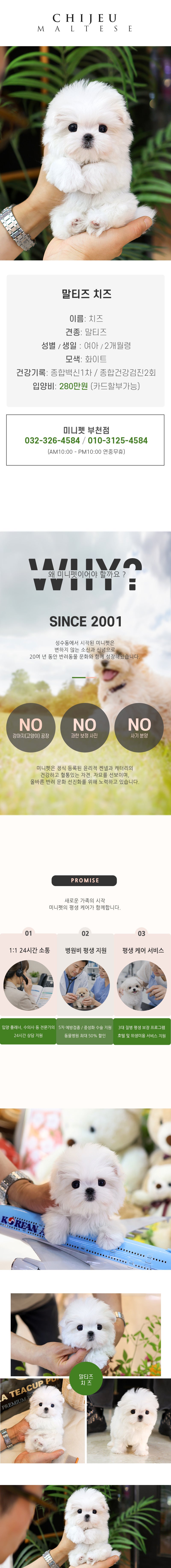 말티즈 - 치즈(여아)