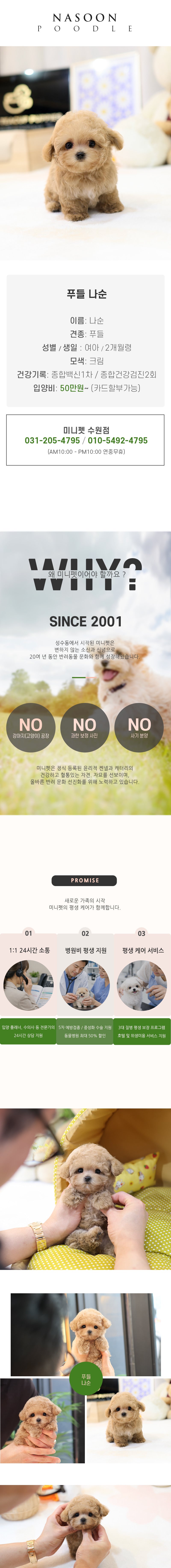 푸들 - 나순 (여아)