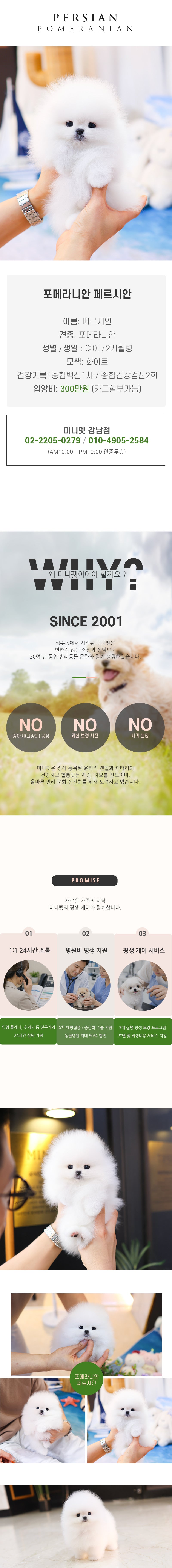포메라니안 - 페르시안 (여아)