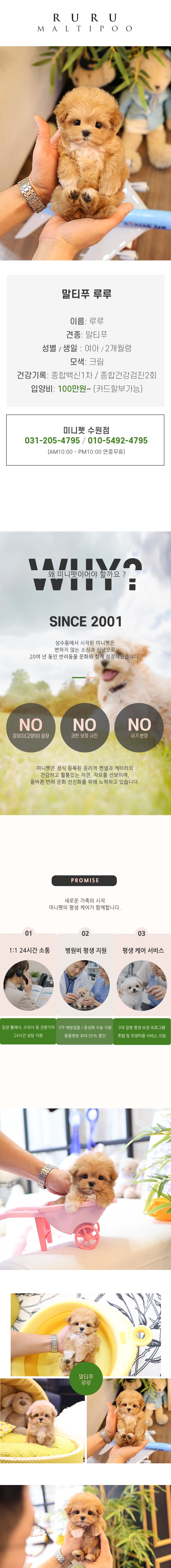 말티푸 - 루루 (여아)