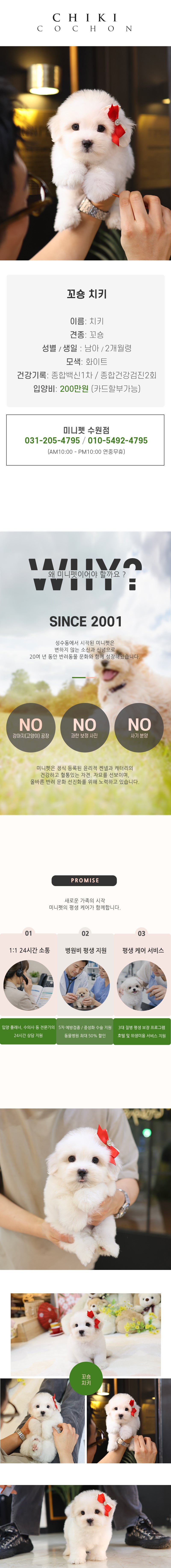 꼬숑 - 치키 (남아)