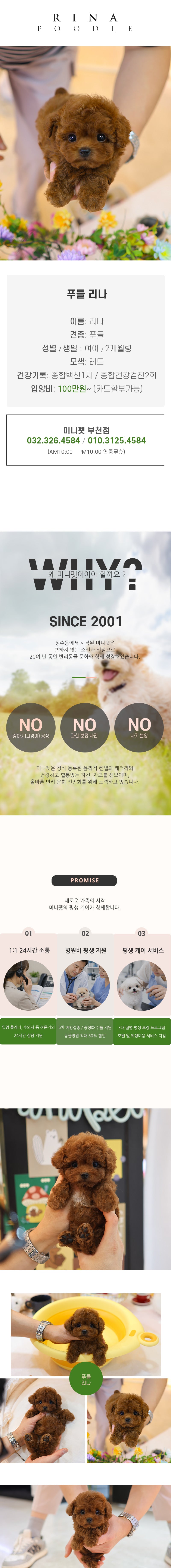푸들 – 리나 (여아)