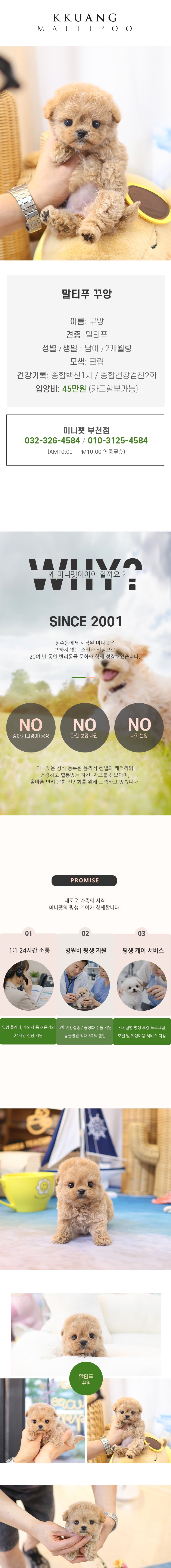 말티푸 - 꾸앙 (남아)