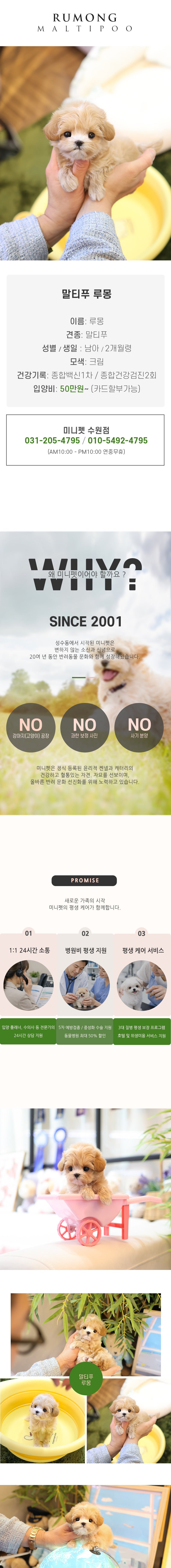 말티푸 - 루몽 (남아)