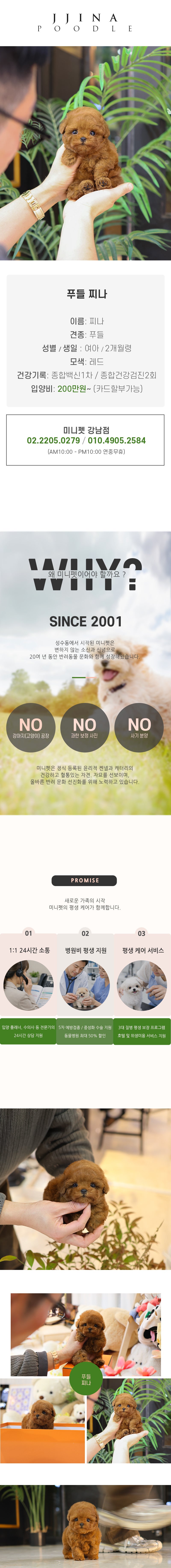 푸들 - 찌나 (여아)