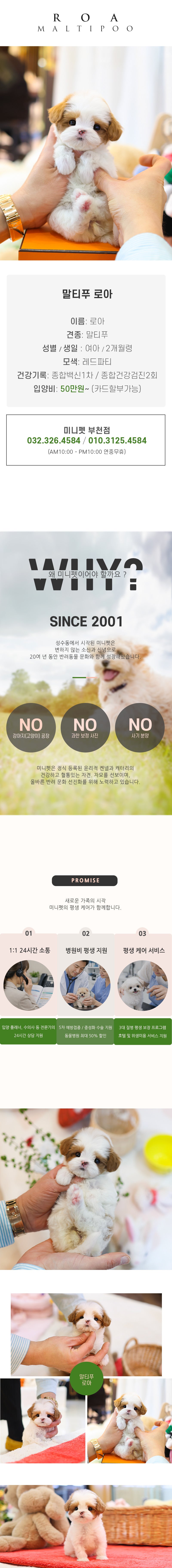 푸들 -여름(여아)