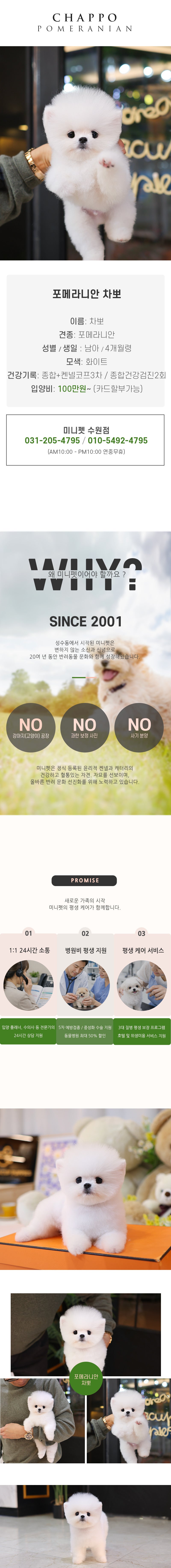 포메라니안 - 차뽀 (남아)