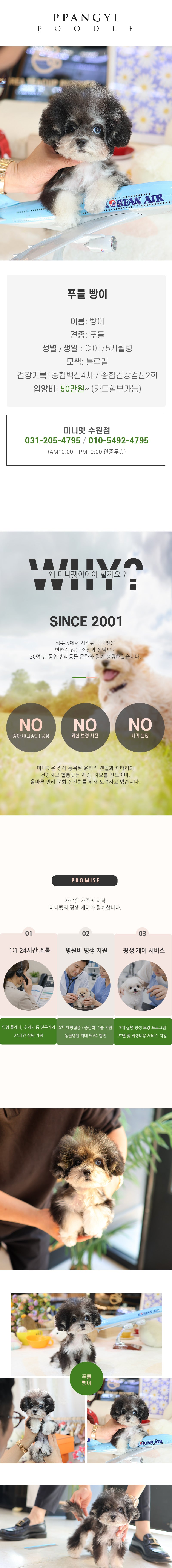 푸들 - 빵이 (여아)