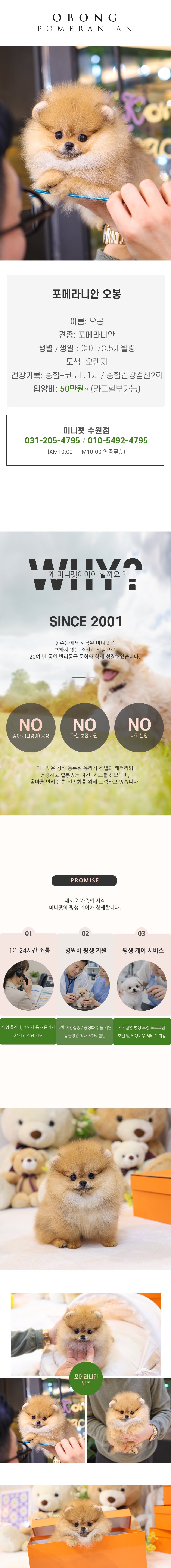 포메라니안 - 오봉 (여아)