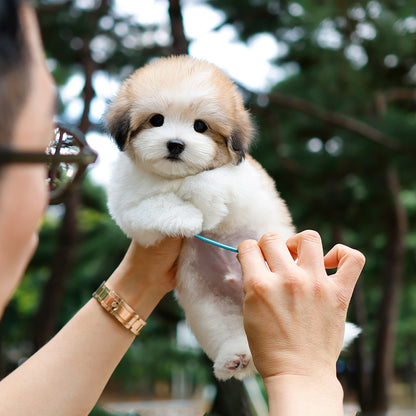 꼬똥드툴레아 - 마세 (남아)