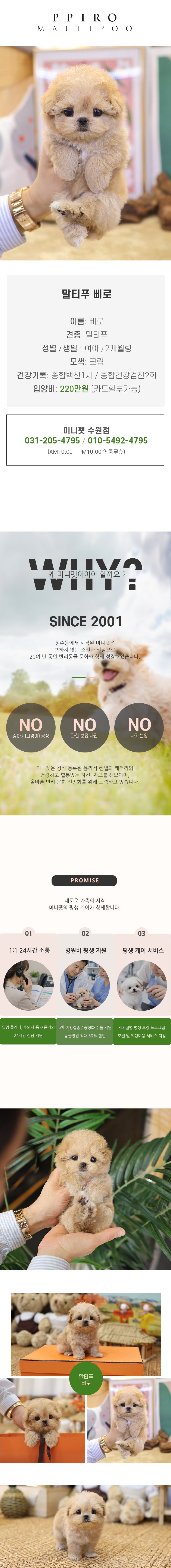 말티푸 - 삐로 (여아)