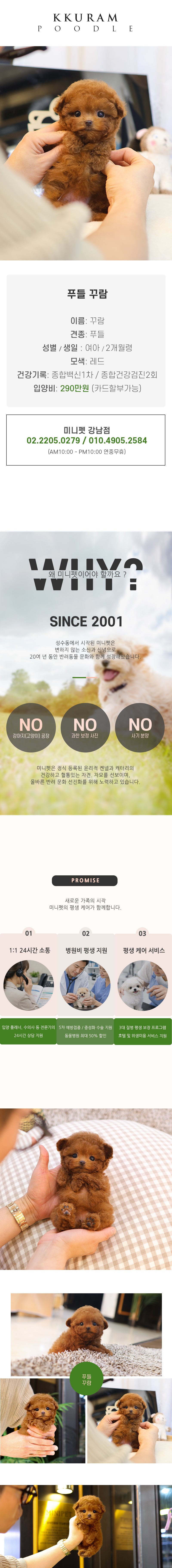 푸들 - 꾸람 (여아)