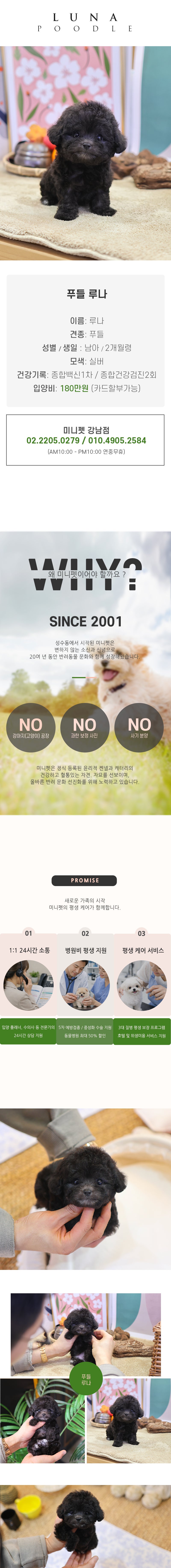 푸들 - 루나 (남아)