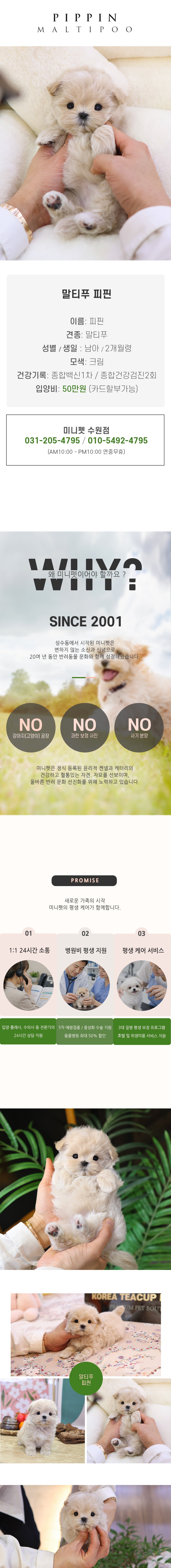 말티푸 - 피핀 (남아)