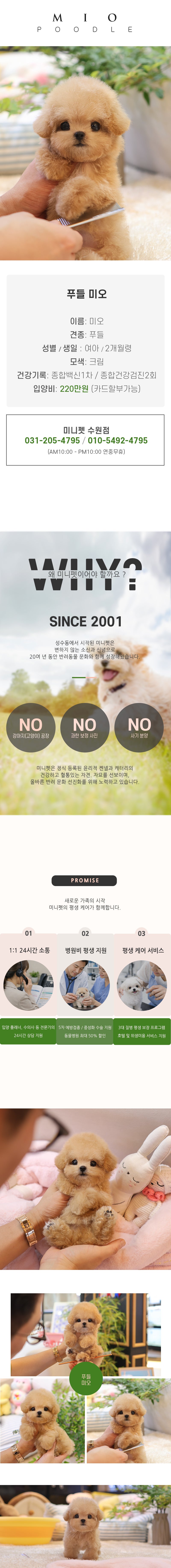 푸들 - 미오 (여아)