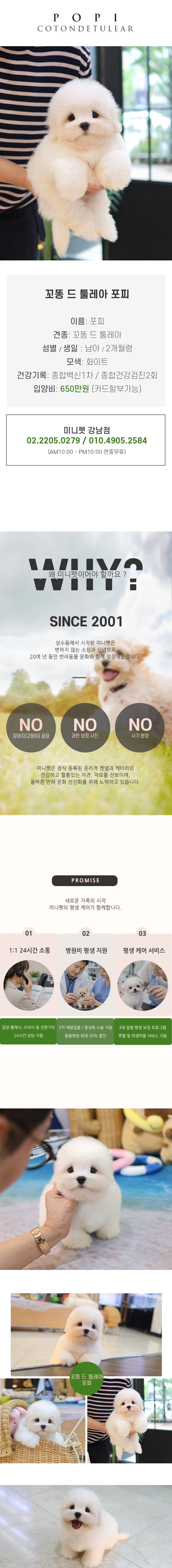 꼬똥 드 툴레아 - 포피 (남아)