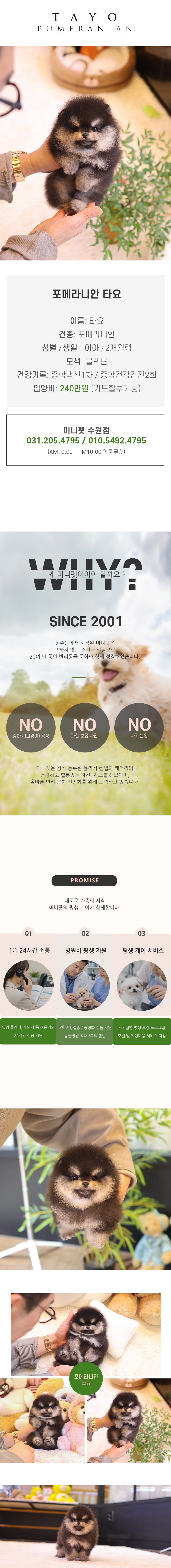 포메라니안 - 타요 (여아)